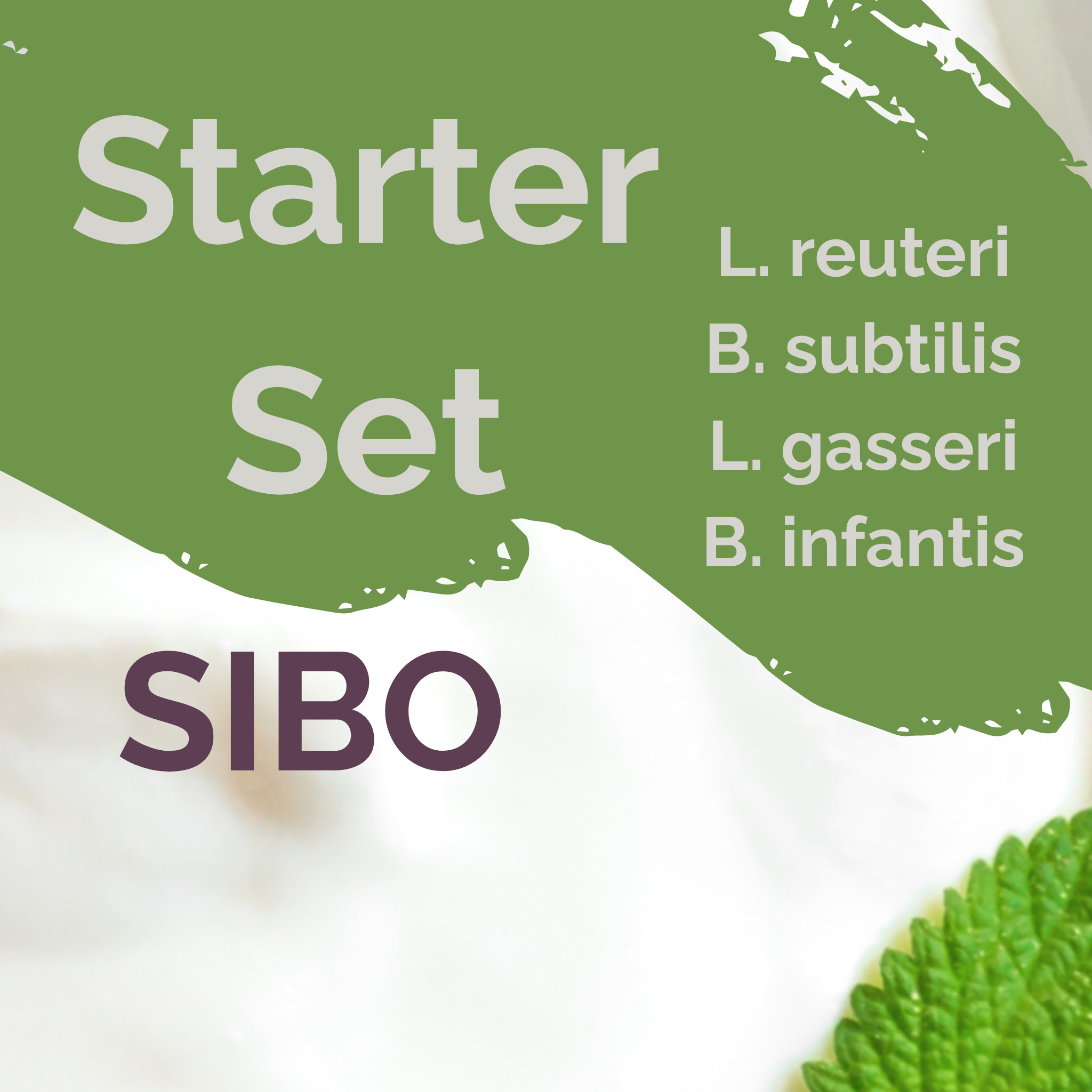 L. reuteri + B. subtilis + L. gasseri + B. infantis | Joghurt Starter Set | SIBO Stabil | Starterkulturen | Packung mit 3